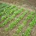 Insect-proof Net Freezing Protection Cover Support Frame Nursery Bed Support Frame Vegetable Greenhouse Support Stand Arched Curved Pipe_maomaolike.com