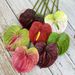 Miniature Red Anthurium Artificial Soft Rubber Texture Succulent Green Home Decoration Flower Arrangement Potted Plant_maomaolike.com