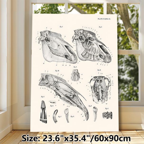 Equine Skull Anatomy Painting Poster, Vintage Detailed Black-and-White Anatomical Illustration Poster, Informative Educational Decor Suitable For_maomaolike.com