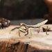 Vintage Pure Mantis Pet Tea Play Chinese Style Brass Insect Small Desktop Miniature Copper Ornament_maomaolike.com
