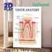 Tooth Anatomy Painting Poster, Detailed Labeled Medical Illustration Poster, Informative Dental Structure Reference, Suitable For Dental Clinics_maomaolike.com