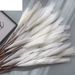 Reed Pampas Artificial Flowers Fake Flowers And Green Plants Wholesale Wedding Cross-border Decorations MW85502_maomaolike.com