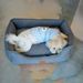 Dog Bed Washable Medium Dog Cat Sofa Bed Super Soft Rectangular Cuddle Pet Bed With Non-Slip Fluffy Bottom, Gift_maomaolike.com