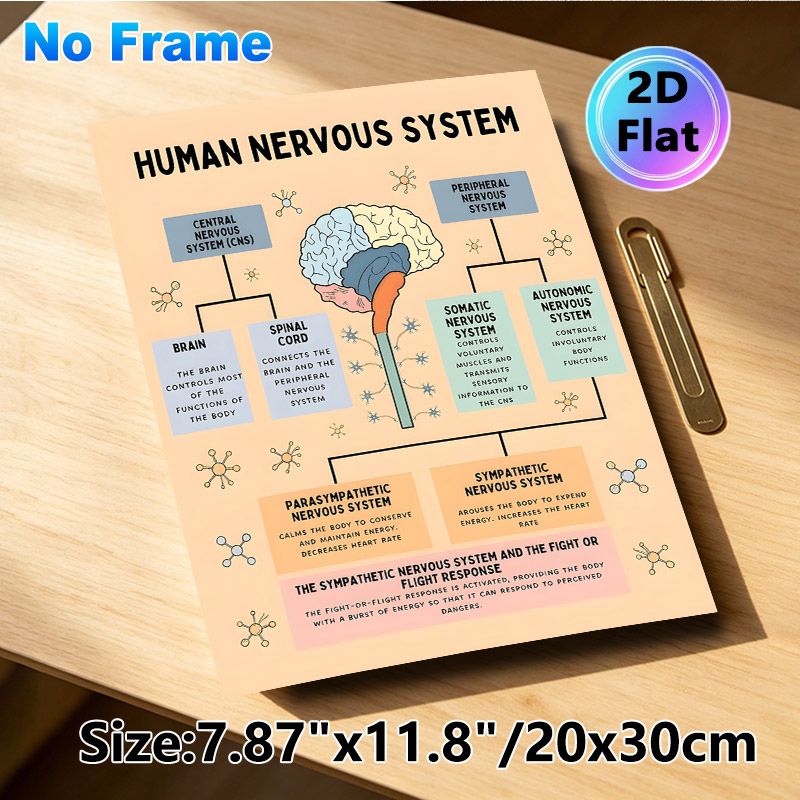 Human Nervous System Painting Poster, Informative Color-coded Educational Diagram Poster, Detailed Nervous System Structure Guide, Suitable For Study_maomaolike.com