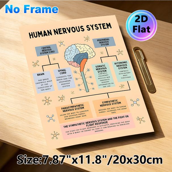 Human Nervous System Painting Poster, Informative Color-coded Educational Diagram Poster, Detailed Nervous System Structure Guide, Suitable For Study_maomaolike.com