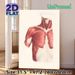 Human Upper Torso Muscle Anatomy Painting Poster, Detailed Vintage-style Anatomical Illustration Poster, Educational Reference Ideal For Medical_maomaolike.com