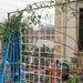 2 Pack Metal Garden Trellis 86.7" X 19.7" Rustproof Trellis For Climbing Plants Outdoor Flower Support Cream White_maomaolike.com