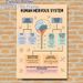 Human Nervous System Painting Poster, Informative Color-coded Educational Diagram Poster, Detailed Nervous System Structure Guide, Suitable For Study_maomaolike.com