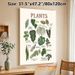 Houseplants Identification Painting Poster, Hand-drawn Illustrated Indoor Houseplants Poster, Informative Plant Naming Guide, Suitable For Home_maomaolike.com