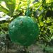 1/12pcs Outdoor Fruit Catcher Ball Pest Control Sticky Traps Hanging Fly Bee Wasps Trap Garden Orchard Lawn Care Supply_maomaolike.com