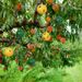 1/10pcsReusable Ball Pest Repeller Killer Hanging On Tree Fruit Catcher Sticky Trap Fly Outdoor Garden Tool_maomaolike.com