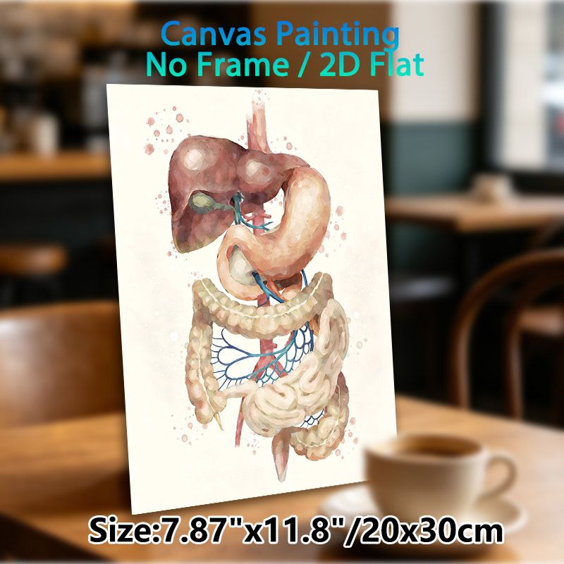 Digestive System Painting Poster, Soft-toned Watercolor Anatomical Poster, Clear Display Of Digestive Organs, Ideal For Medical Office And Study Space_maomaolike.com