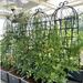 4 Pack Metal Garden Trellis 71" X 19.7" Rustproof Trellis For Climbing Plants Outdoor Flower Support_maomaolike.com