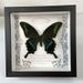 Simulation Butterfly Specimen European Style Decorative Painting DIY Photo Frame Desktop Home Decoration Birthday Gift_maomaolike.com