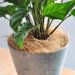 Imported Gardening Flower Coir Covering Potting Soil Surface Potted Plant Coconut Fiber Pet Bed_maomaolike.com