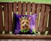 Australian Terrier King Of Mardi Gras Throw Pillow Machine Washable, Indoor Outdoor Decorative Pillow For Couch, Bed Or Patio, 14Hx14W_maomaolike.com