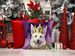 White German Shepherd King Of Mardi Gras Throw Pillow Machine Washable, Indoor Outdoor Decorative Pillow For Couch, Bed Or Patio, 14Hx14W_maomaolike.com