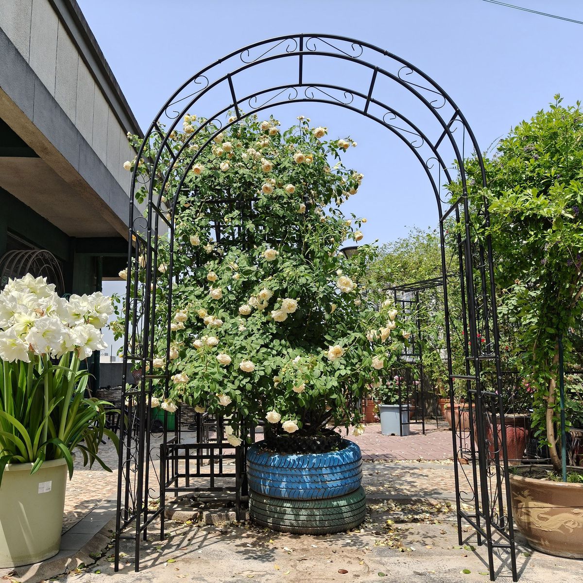 Metal Garden Arch L59'' X W17.71'' X H90.55'' Climbing Plants Support Rose Arch Outdoor Black_maomaolike.com