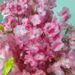 Festive Blossom Landscape Decoration New Year Artificial Red Envelope Tree Display Window Fake Cherry Blossoms_maomaolike.com