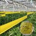 5/10M Yellow Double-sided Proof Tape Outdoor Insect Trap Garden Pest Control Prevent Aphids Ants Moths Climbing_maomaolike.com