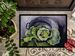 Home Grown In Plaquemines Parish Cabbage Doormat Front Door Mat Indoor Outdoor Rugs For Entryway, Non Slip Washable Low Pile, 24H X 36W_maomaolike.com