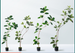 Source Manufacturer Bangladesh Banyan Artificial Green High-End Light Luxury Indoor Living Room Bionic Flower Large_maomaolike.com