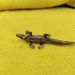 Cross-Border Hot-Selling New Pure Copper-Plated Crocodile Statue Animal Ornament Tea Pet Garden Decoration Copperware Crafts Whole_maomaolike.com