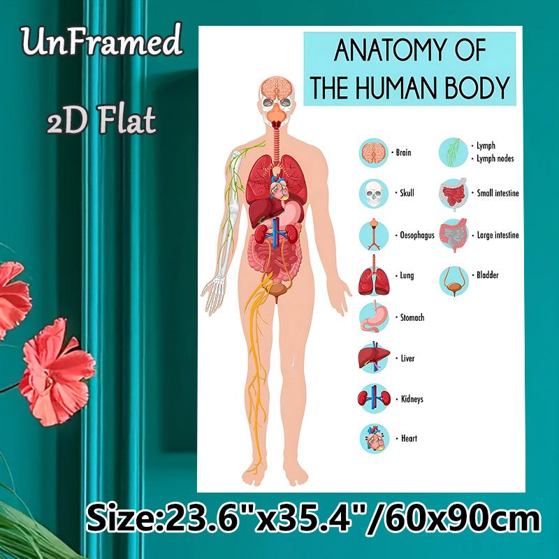 Human Body Anatomy Painting Poster, Detailed Labeled Human Organ Chart Poster, Informative Educational Decor For Study Rooms, Medical Learning Spaces_maomaolike.com