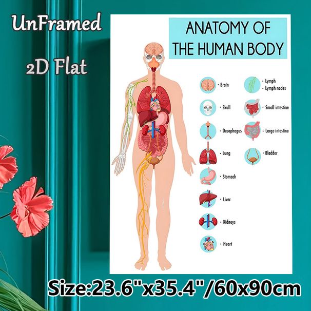 Human Body Anatomy Painting Poster, Detailed Labeled Human Organ Chart Poster, Informative Educational Decor For Study Rooms, Medical Learning Spaces_maomaolike.com