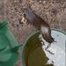 Garden Farm Protector Slug House Pests Reject Animal Pest Repeller Trap Catcher Gintrap Tools Snail Cage Eco-friendly_maomaolike.com
