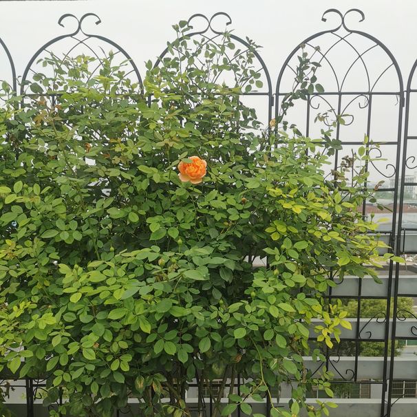 4 Pack Metal Garden Trellis 71" X 19.7" Rustproof Trellis For Climbing Plants Outdoor Flower Support_maomaolike.com
