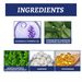 Jue-Fish Cockroach Repellent Box, Cockroach Decoy Gel Plant Extract Cockroach Repellent Box_maomaolike.com