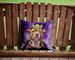 Pit Bull Terrier King Of Mardi Gras Throw Pillow Machine Washable, Indoor Outdoor Decorative Pillow For Couch, Bed Or Patio, 14Hx14W_maomaolike.com