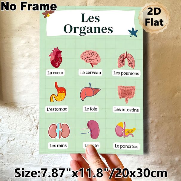 French-Labeled Human Organs Painting Poster, Bright Cartoon-style Anatomical Poster, Informative Design For Learning French Organ Terms, Ideal For_maomaolike.com
