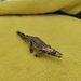 Cross-Border Hot-Selling New Pure Copper-Plated Crocodile Statue Animal Ornament Tea Pet Garden Decoration Copperware Crafts Whole_maomaolike.com