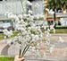 New White Baby's Breath Foreign Trade, 108 Stems With Soft Touch, Artificial Flowers For Wedding Bouquets Wholesale_maomaolike.com