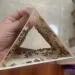 Moth Insect Catcher Waterproof Fly Sticky Traps Flycatcher Sticker Plate Trap For Garden Pantry Food Restaurant_maomaolike.com