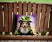 Collie King Of Mardi Gras Throw Pillow Machine Washable, Indoor Outdoor Decorative Pillow For Couch, Bed Or Patio, 14Hx14W_maomaolike.com