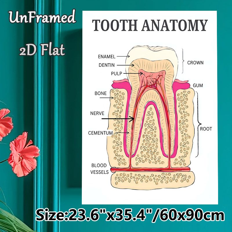 Tooth Anatomy Painting Poster, Detailed Labeled Medical Illustration Poster, Informative Dental Structure Reference, Suitable For Dental Clinics_maomaolike.com