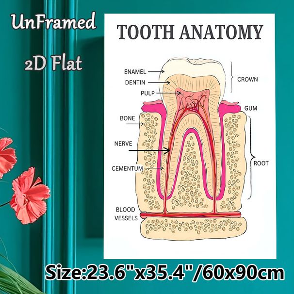 Tooth Anatomy Painting Poster, Detailed Labeled Medical Illustration Poster, Informative Dental Structure Reference, Suitable For Dental Clinics_maomaolike.com