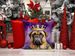 Bullmastiff King Of Mardi Gras Throw Pillow Machine Washable, Indoor Outdoor Decorative Pillow For Couch, Bed Or Patio, 14Hx14W_maomaolike.com
