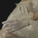 Unisex Bridal lace wedding gloves Milky white short bag five fingers short bow pearl everyday photo_maomaolike.com