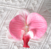 Premium Butterfly Orchid Head Artificial Flower Accessories DIY Handmade Wedding Decoration Petal Hair Clip Headwear_maomaolike.com