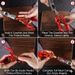 Lobster Shelling Tool For Household & Commercial_maomaolike.com