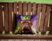 Dogue De Bordeaux King Of Mardi Gras Throw Pillow Machine Washable, Indoor Outdoor Decorative Pillow For Couch, Bed Or Patio, 14Hx14W_maomaolike.com