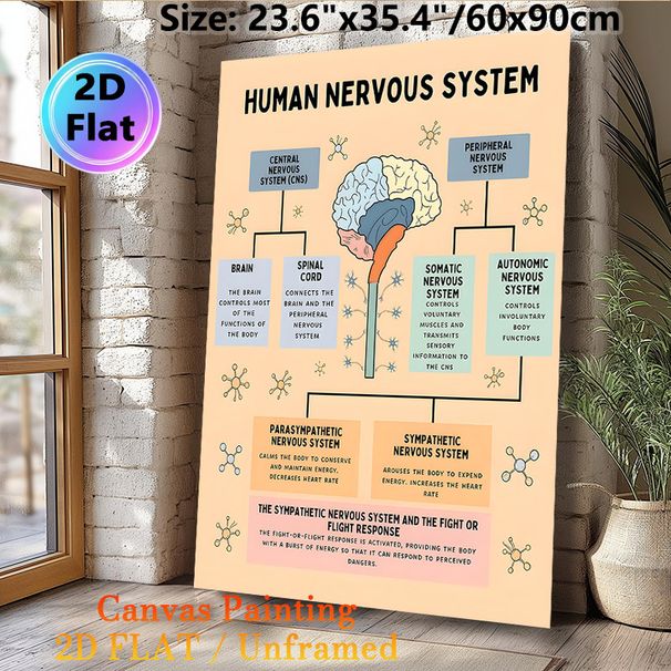 Human Nervous System Painting Poster, Informative Color-coded Educational Diagram Poster, Detailed Nervous System Structure Guide, Suitable For Study_maomaolike.com