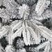 Snow Flocked Christmas Tree 7ft Artificial Hinged Pine Tree With White Realistic Tips Unlit_maomaolike.com