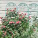4 Pack Metal Garden Trellis 86.7" X 19.7" Rustproof Trellis For Climbing Plants Outdoor Flower Support Green_maomaolike.com