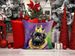 Black Pug King Of Mardi Gras Throw Pillow Machine Washable, Indoor Outdoor Decorative Pillow For Couch, Bed Or Patio, 14Hx14W_maomaolike.com