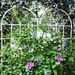 4 Pack Metal Garden Trellis 71" X 19.7" Rustproof Trellis For Climbing Plants Outdoor Flower Support Cream White_maomaolike.com